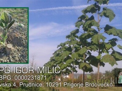 Paulovnija drvo-9501,Elongata,Shantong