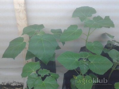 Paulovnija drvo-9501,Elongata,Shantong