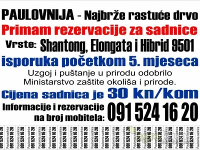 Paulovnija drvo-9501,Elongata,Shantong