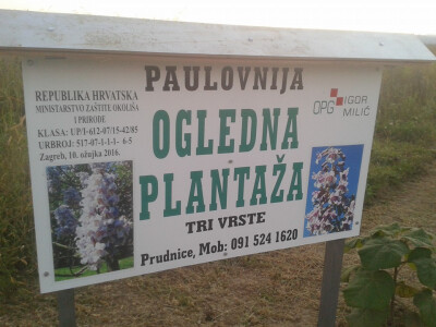 Paulovnija drvo-9501,Elongata,Shantong