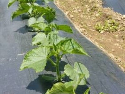 Tražimo poljoprivredne proizvođače