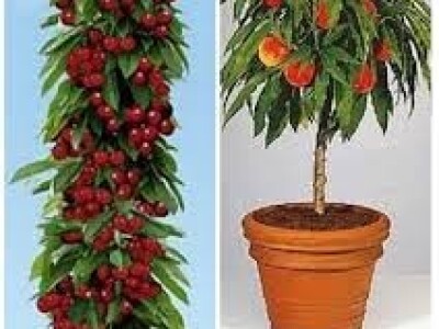 VOĆNE SADNICE,sve na jednom mestu