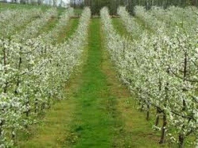 VOĆNE SADNICE,sve na jednom mestu