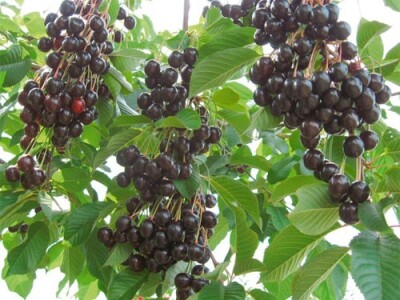 VOĆNE SADNICE,sve na jednom mestu