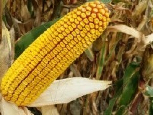 SY Arioso - kukuruz - FAO 300