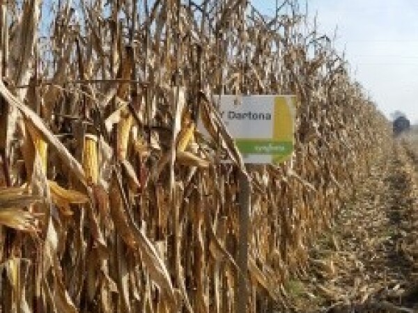 SY Dartona - kukuruz - FAO 390
