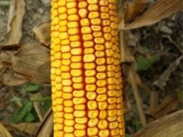 SY Kreon - kukuruz - FAO 420