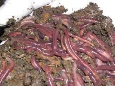 Glistenjak / organko gnojivo /kalifornijske gliste