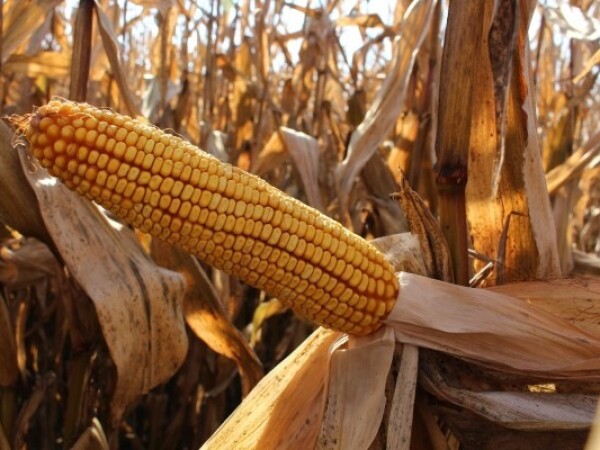 Alibi, FAO 300, hibrid kukuruza