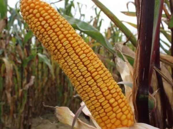 Thriller, FAO 300, hibrid kukuruza