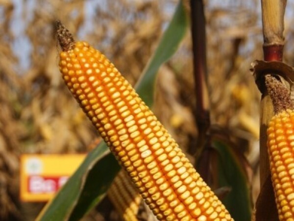 Mejaš, FAO 400, hibrid kukuruza