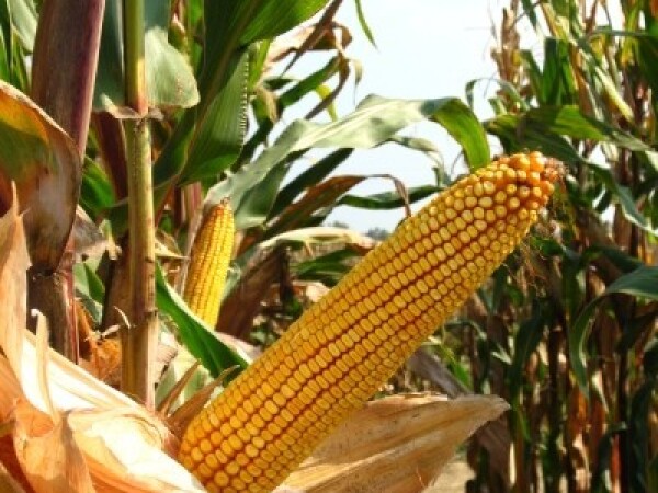 BC525, FAO 500, hibrid kukuruza