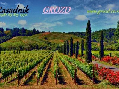 Rasadnik GROZD
