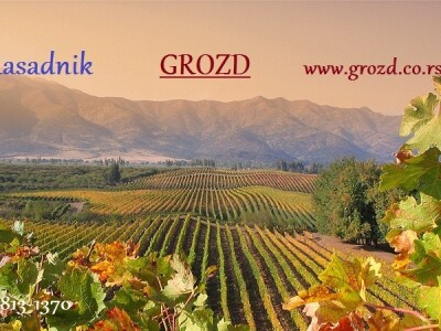 Rasadnik GROZD