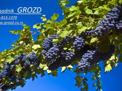 Rasadnik GROZD