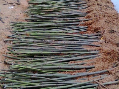 Prodaja vocnih sadnica, paulovnije