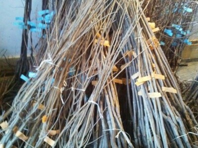 Prodaja vocnih sadnica, paulovnije