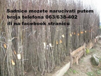 Prodaja vocnih sadnica, paulovnije