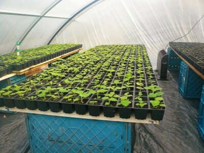 Prodaja vocnih sadnica, paulovnije