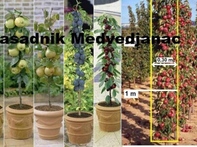 Prodaja vocnih sadnica, paulovnije