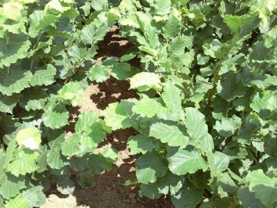 Prodaja vocnih sadnica, paulovnije