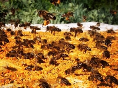 Prodajem rojeve pčela