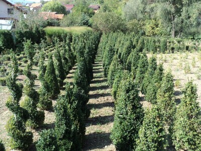 Šimšir, pušpan, buxus, rasadnik, ukrasno bilje