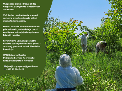 5.5 ha voćnjaka, 1500 stabala oraha, EKO OPG, osigurane polj.potpore