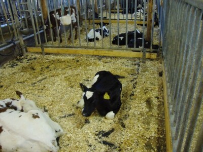 Gume za ležišta Kraiburg Siesta