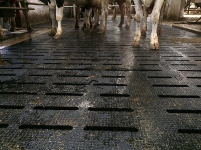 Gume za podove štale Kraiburg Kura