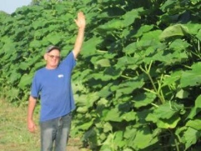 PAULOVNIJA / PAVLOVO DRVO - jednogodisnje sadnice