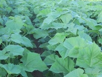 PAULOVNIJA / PAVLOVO DRVO - jednogodisnje sadnice