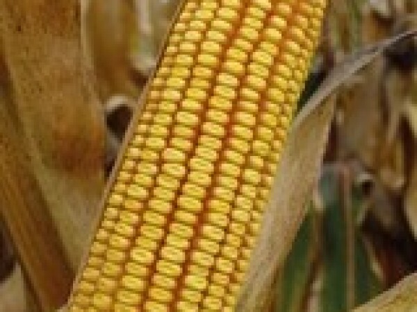 PR34B23 - hibrid kukuruza, tvrdi zuban, FAO 600