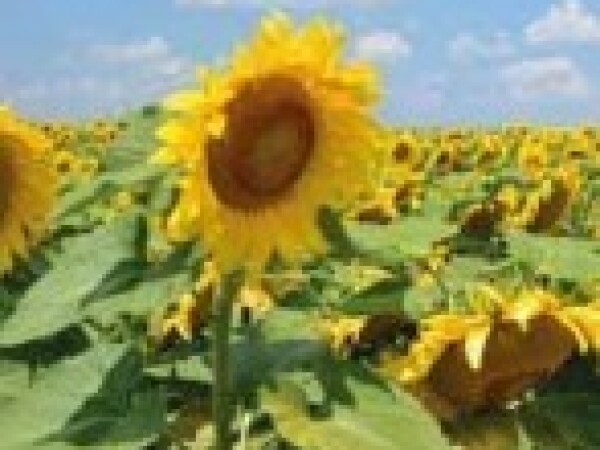 P64LC09 - hibrid suncokreta