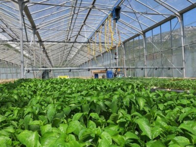 PLURATO BOOM - Automatizirani kranovi za zalijevanje i tretiranje biljnih usjeva