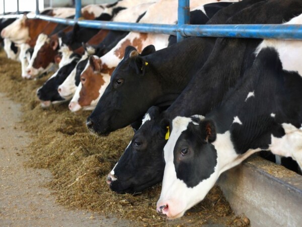 Traži se savjetnik na terenu za hranidbu domaćih životinja (m)