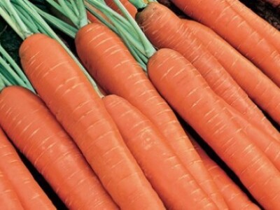 Sjeme mrkve PRESTO F1