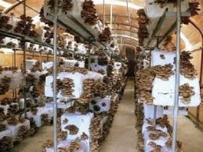 Micelijum seme pecuraka bukovace,shitake,sampinjoni