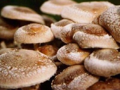 Micelijum seme pecuraka bukovace,shitake,sampinjoni