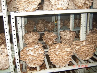 Micelijum seme pecuraka bukovace,shitake,sampinjoni