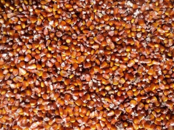 KUKURUZNI ŠROT I KUKURUZ U ZRNU &quot;PAJDAŠ&quot;