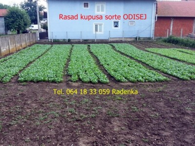 Rasak kupusa ODISEJ