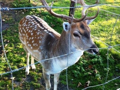 MREŽA, PLETIVO VRUĆE POČINCANO 160/15/15 50m