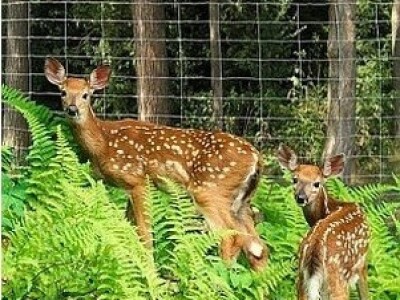 MREŽA, PLETIVO VRUĆE POČINCANO 160/15/15 50m