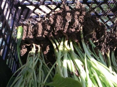 SADNICE VARAŽDINSKOG ZELJA(PRESAD,FLANCI)