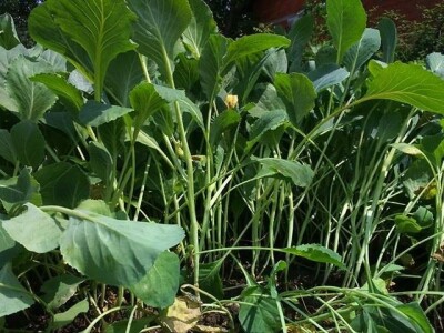 SADNICE VARAŽDINSKOG ZELJA(PRESAD,FLANCI)