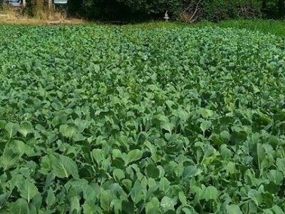 SADNICE VARAŽDINSKOG ZELJA(PRESAD,FLANCI)