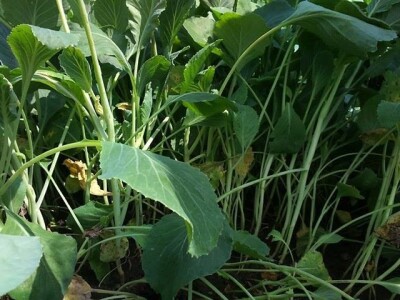 SADNICE VARAŽDINSKOG ZELJA(PRESAD,FLANCI)