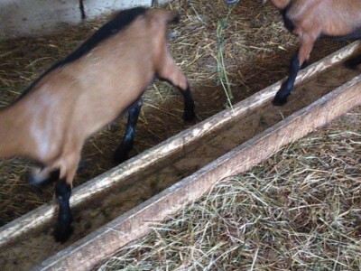 KOZE,JARICE ,JARIĆI,JARČEVI ALPINA MLIJEČNE