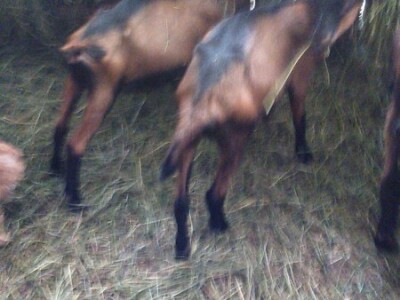 KOZE,JARICE ,JARIĆI,JARČEVI ALPINA MLIJEČNE